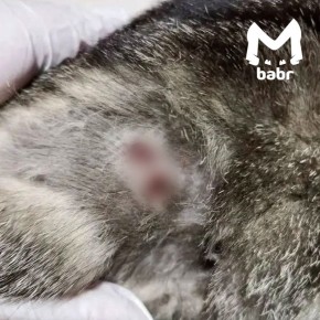 Живодёры расстреляли кошку в Бодайбо