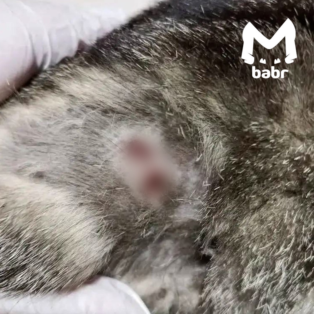 Живодёры расстреляли кошку в Бодайбо