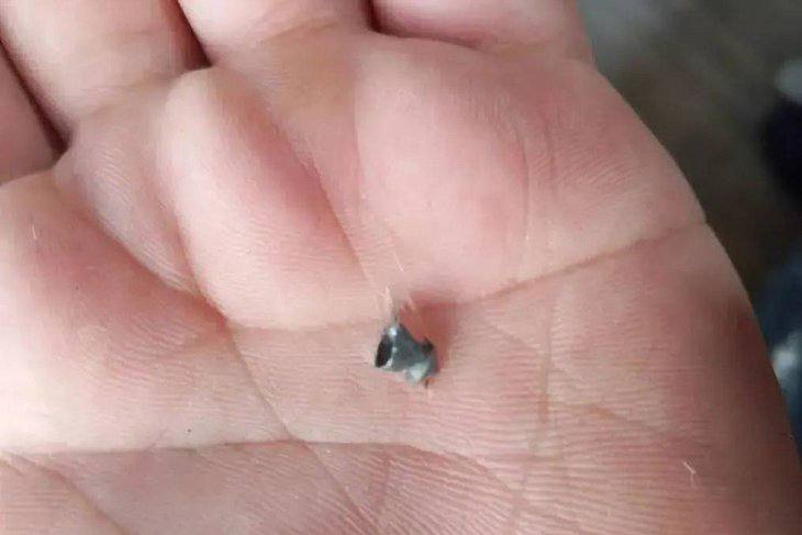 В Бодайбо ветеринары помогли кошке, которая получила пулевые ранения во время прогулки