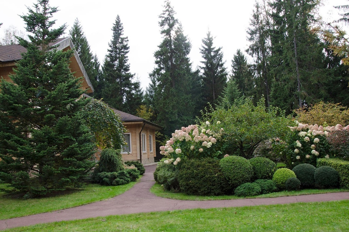 Лесные деревья для вашего участка: выбираем и ухаживаем с умом