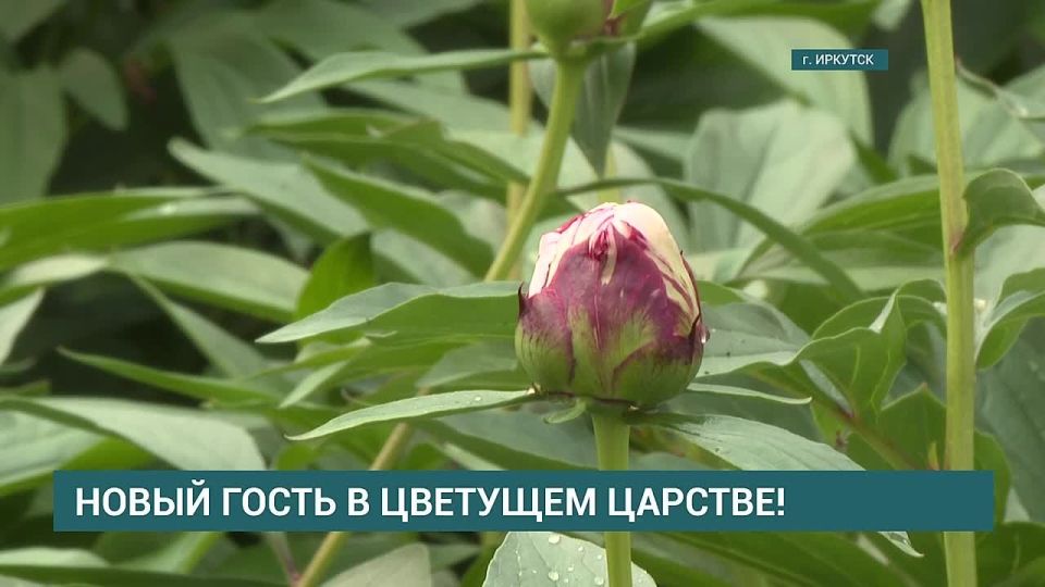 ����� ��������� � ��������� ������������