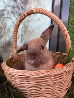 1 ������ � ���������� ���������� ����������, ��������������� ��� �������, � �������� ������� ������� ��������� ����