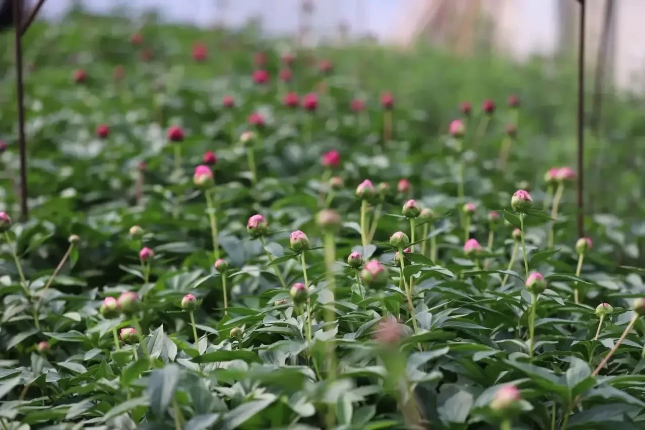 В иркутском «Горзеленхозе» впервые выращивают пионы В иркутском «Горзеленхозе» впервые выращивают пионы