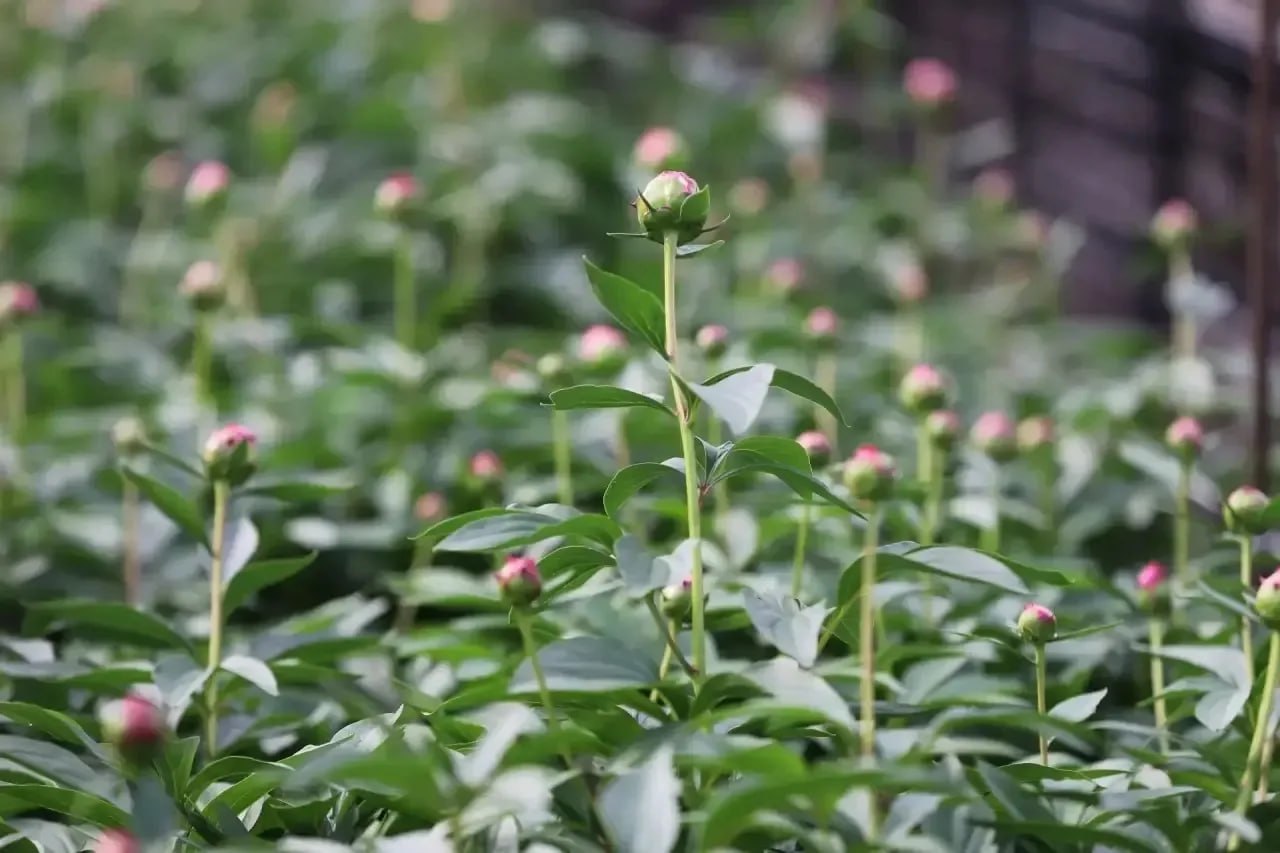 В иркутском «Горзеленхозе» впервые выращивают пионы В иркутском «Горзеленхозе» впервые выращивают пионы