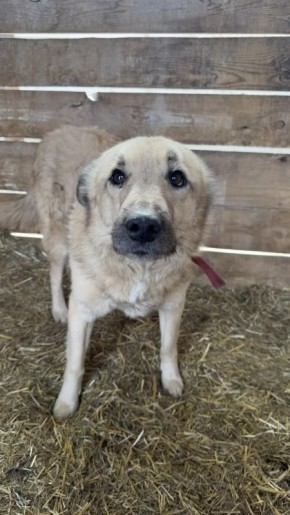 В Ангарске перед судом предстанет мужчина за жестокое обращение с собакой