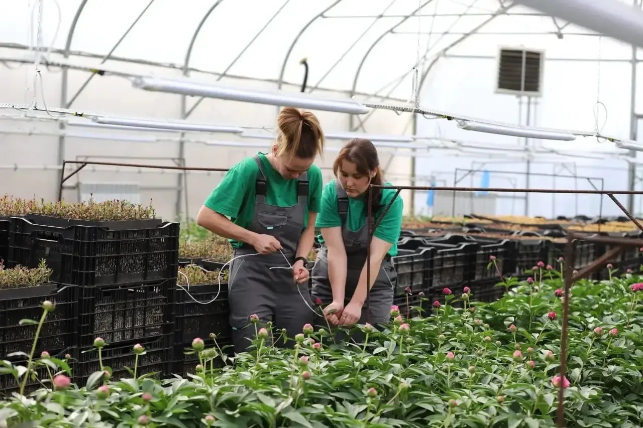 В иркутском «Горзеленхозе» впервые выращивают пионы В иркутском «Горзеленхозе» впервые выращивают пионы