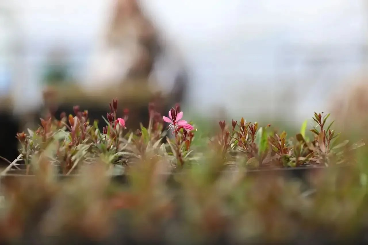 В иркутском «Горзеленхозе» впервые выращивают пионы В иркутском «Горзеленхозе» впервые выращивают пионы