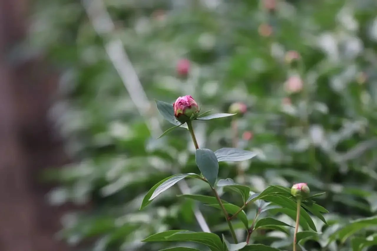 В иркутском «Горзеленхозе» впервые выращивают пионы В иркутском «Горзеленхозе» впервые выращивают пионы