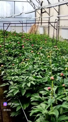 � � ��������� ������������ ������ ���������� �����