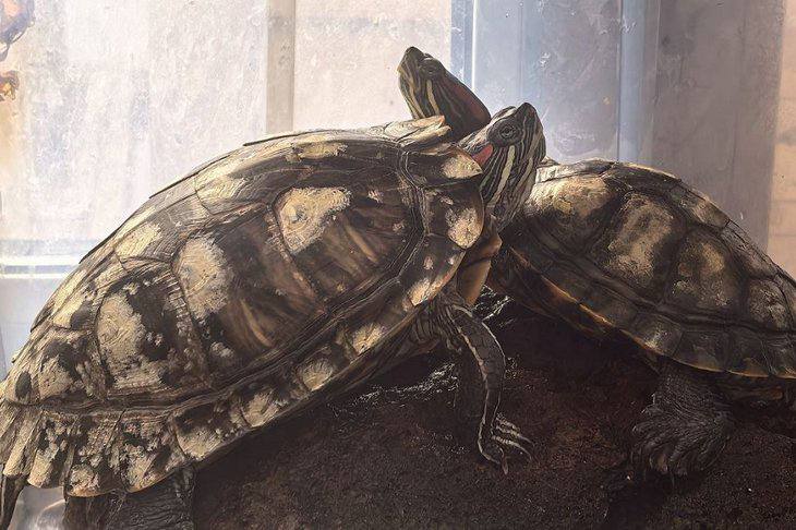 Помните пожар в отеле «Байкал-Аляска»? Тогда спасли не только людей, но и еще двух очень милых постояльцев