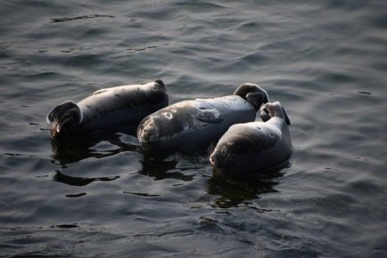 ������ ������, ��� ����������� ������ ����� GPS