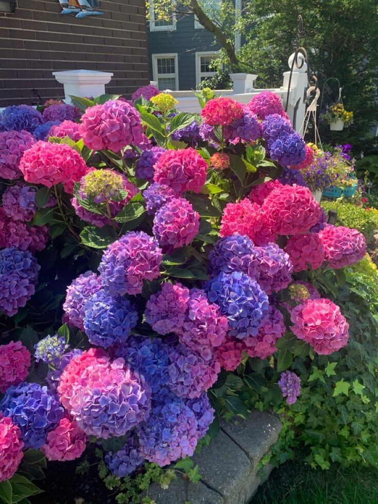 Секреты пышных гортензий: как правильно подкармливать после зимы