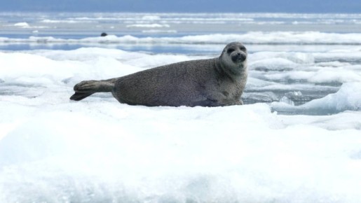 Спутниковые передатчики планируют установить на байкальских нерпах сотрудники фонда "Озеро Байкал"
