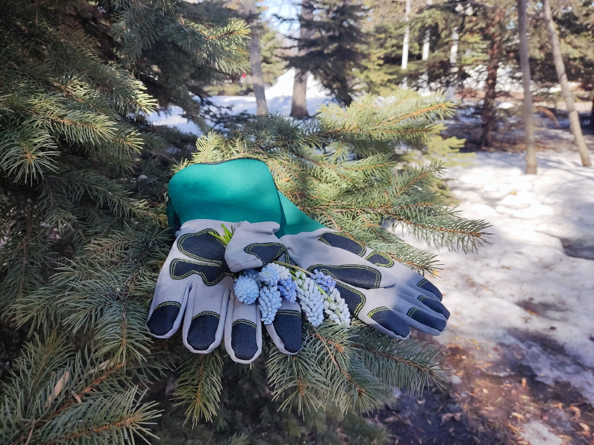 Когда колючки становятся союзниками: новые садовые перчатки для весеннего сезона