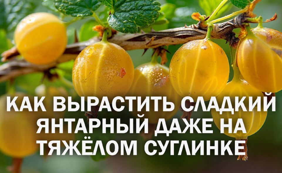��� ��������� ��������� �������� �� ������� ������: ������� ������