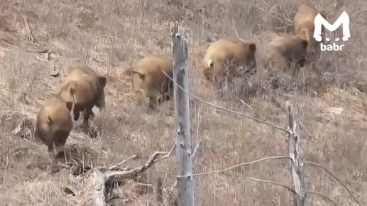 Бодрой походкой от бедра прошлось семейство кабанчиков по самому крупному заказнику Бурятии