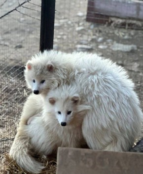 ������ ����, ��������� �������!