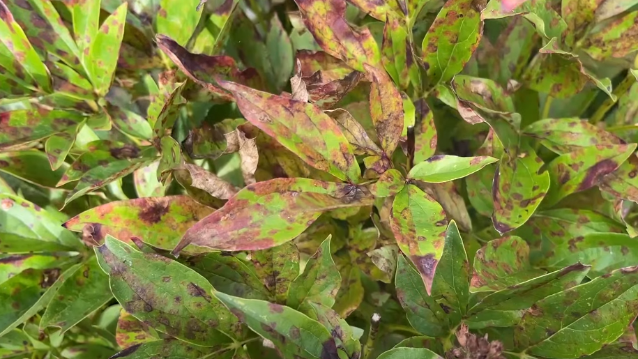 Критичные ошибки при обрезке пионов: Как сохранить любимые кусты