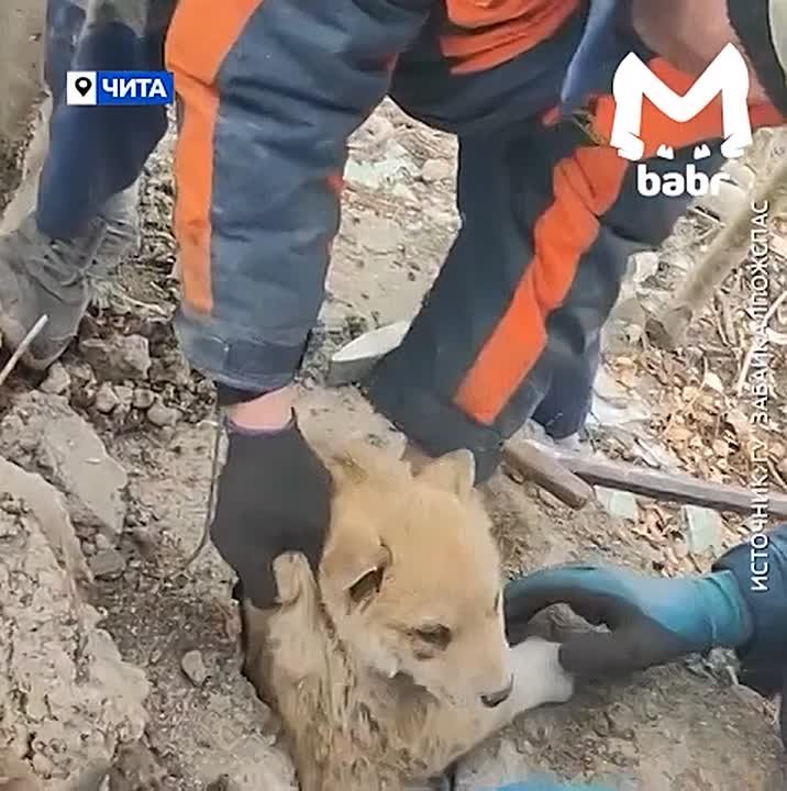 Щенка спасли из бетонной ловушки в Чите — малыш застрял в плите и звал на помощь