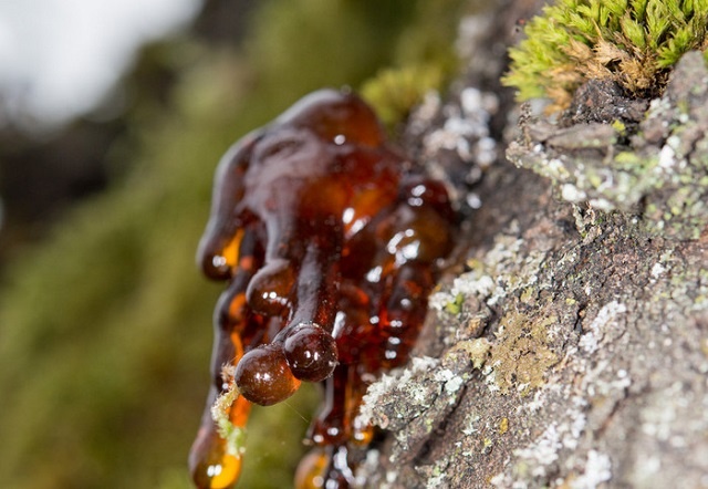 Смола: как очистить одежду и руки