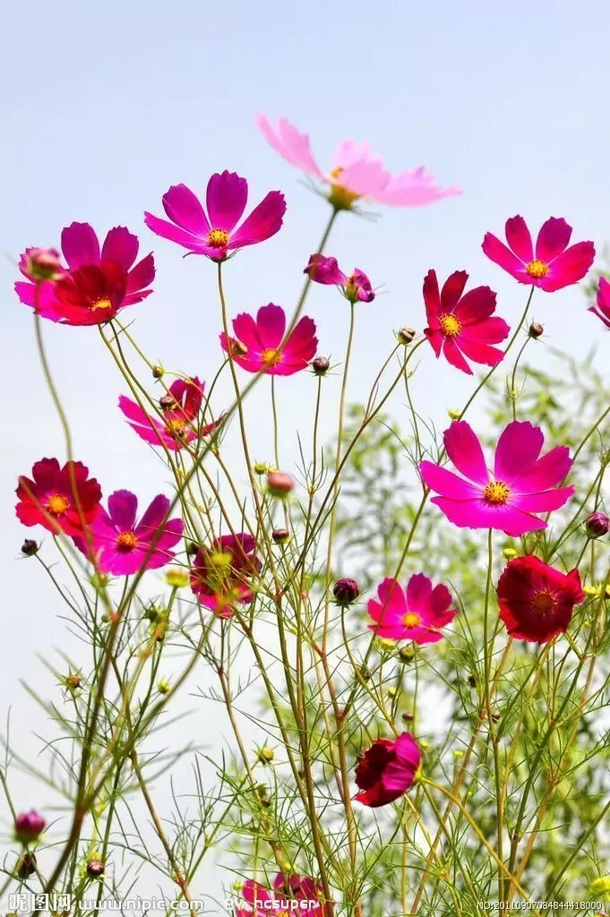 Космея: красота, которая цветет до первых морозов