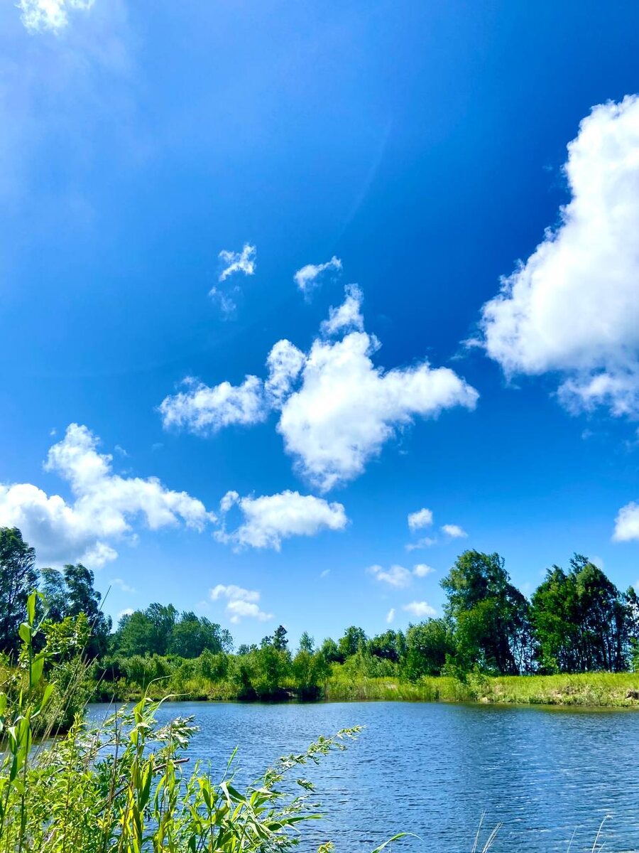 Сочные караси с овощами: кулинарный мастер-класс от новоиспеченного кулинара