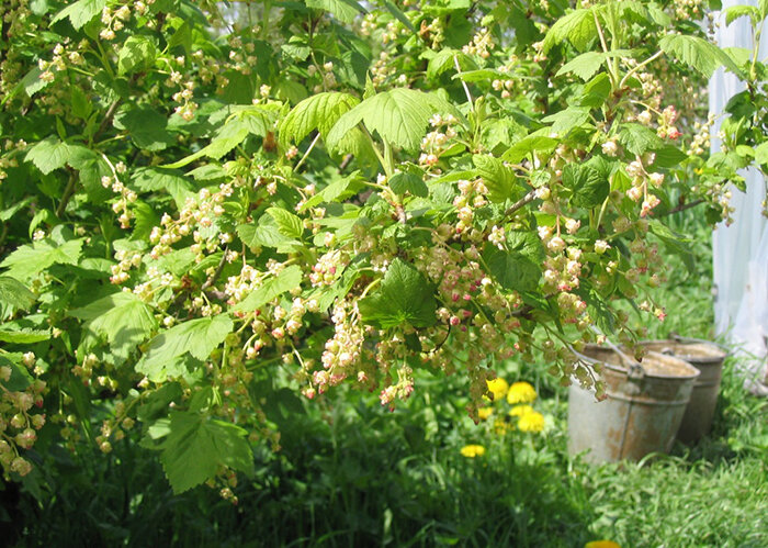 Как правильно подкормить черную смородину для богатого урожая