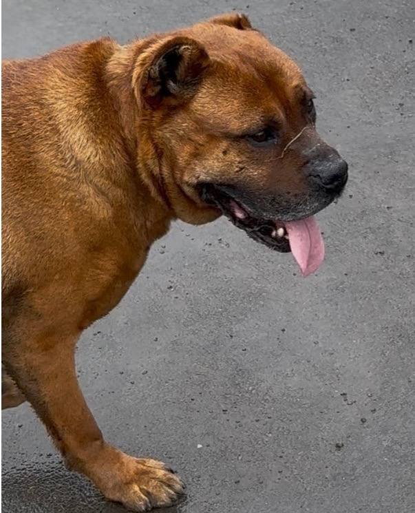 Давайте поможем хвостику. 7 апреля в предместье Радищева нашли породистого пса