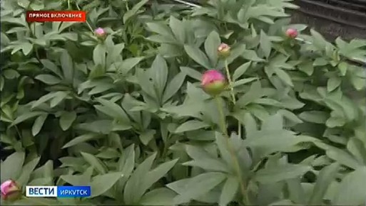 Прямое включение: в Иркутском горзеленхозе впервые вырастили пионы