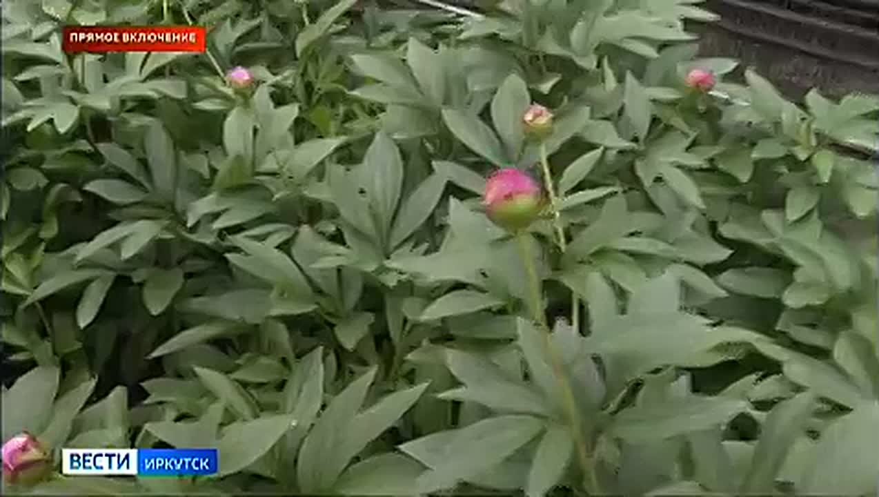 Прямое включение: в Иркутском горзеленхозе впервые вырастили пионы