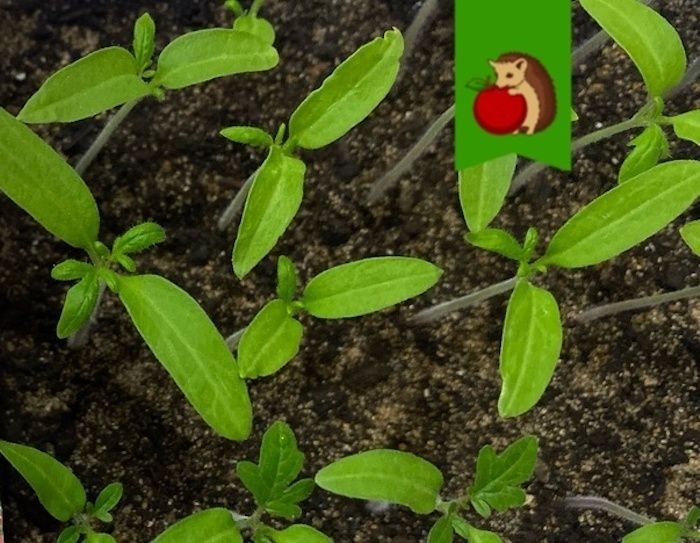 ����� ������ ������: ������������� ��� � ����� 2026 ����