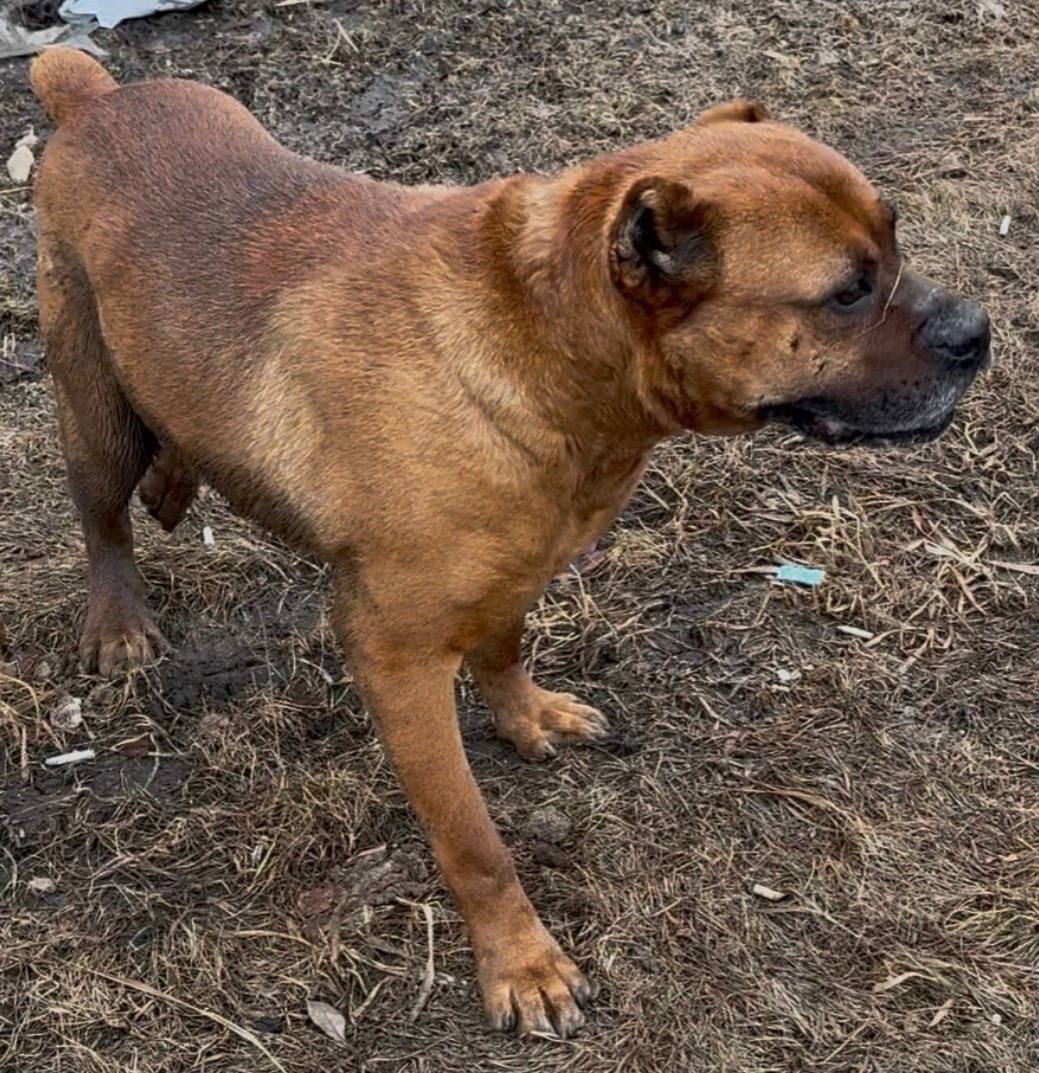 Давайте поможем хвостику. 7 апреля в предместье Радищева нашли породистого пса Давайте поможем хвостику. 7 апреля в предместье Радищева нашли породистого пса