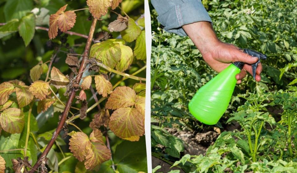 ������� ���������: ��� �������� ���� ��� �� ����� �����