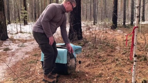 Сову, спасенную иркутскими полицейскими, выпустили на волю сотрудники зоопарка