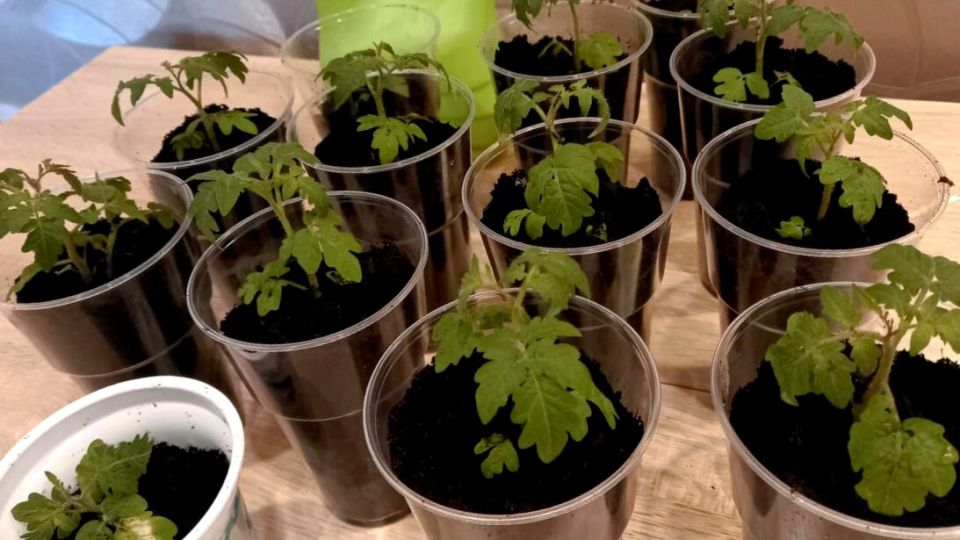 ��� ��������� ������� ������� �������: ������ ������� �����������