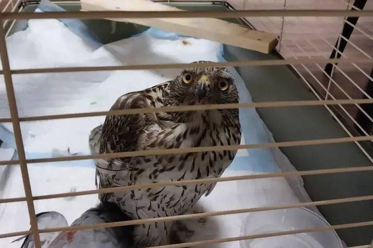 � ����-���� ���������� ������ ������ ��������