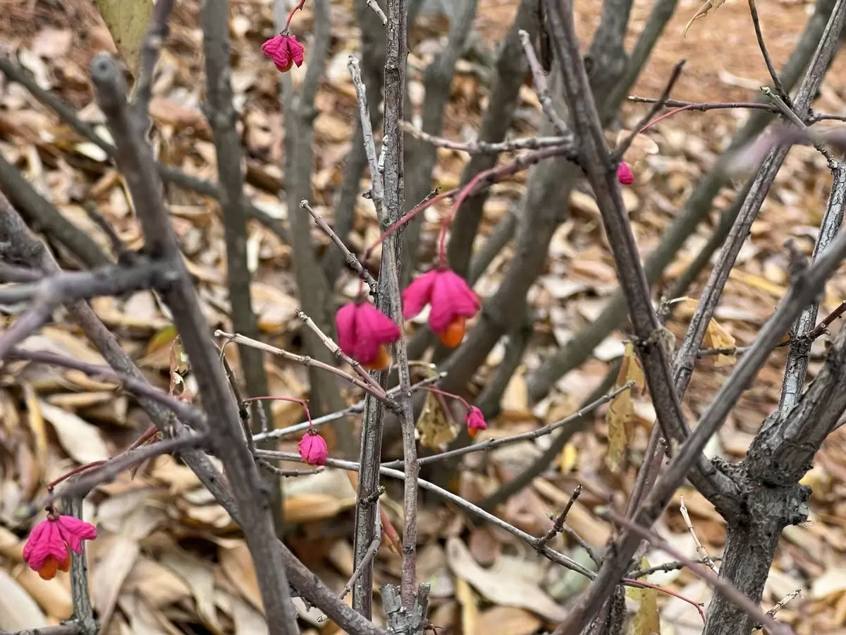 Почему садоводы обходят Бересклет стороной