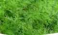 Как вырастить укроп, чтобы наслаждаться свежестью летом