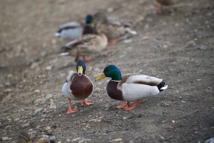 �� ����� � ������ ���� ��� ������ ��������� �����