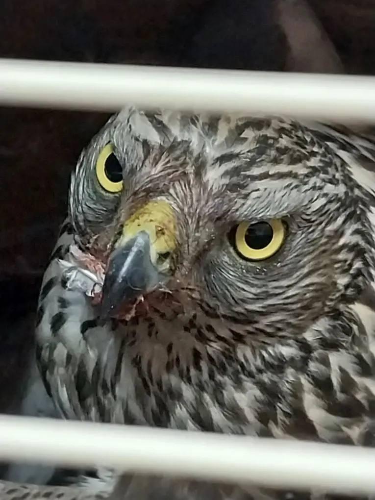 Витамины против угнетения: ястреба-тетеревятника выходили усть-кутские ветеринары Витамины против угнетения: ястреба-тетеревятника выходили усть-кутские ветеринары