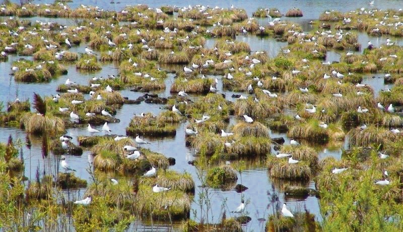 Филин, сова, сибирский дрозд, большая синица и сибирская завирушка Филин, сова, сибирский дрозд, большая синица и сибирская завирушка