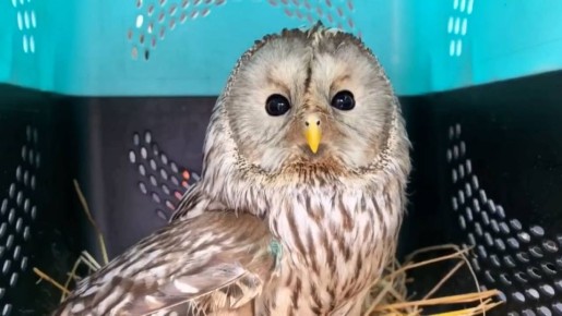 В Иркутске выпустили на волю сову, которую спасли полицейские
