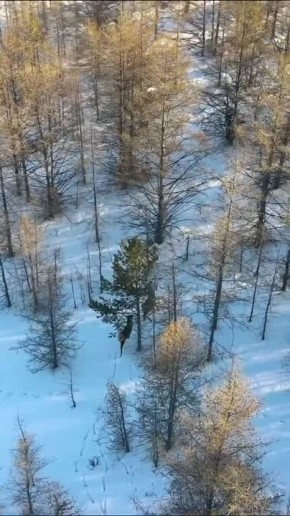 Две самки изюбря идут по лесу