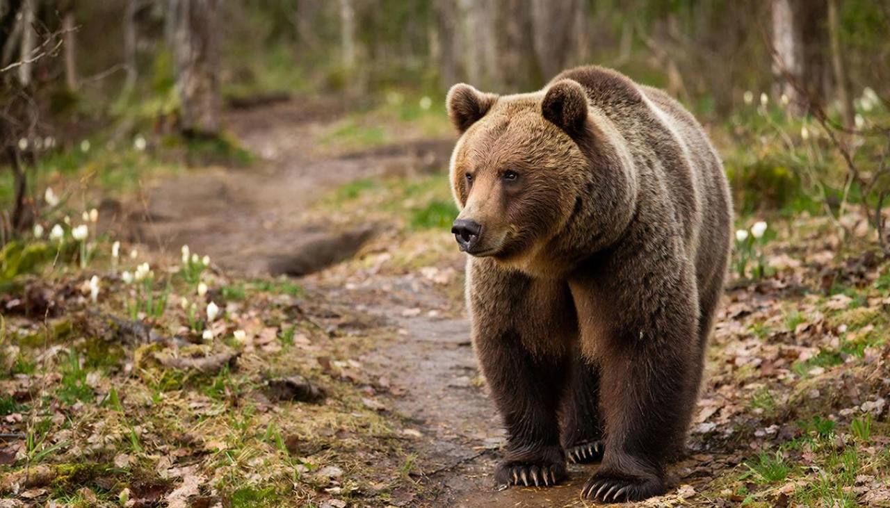 А вот на что стоит обратить внимание туристам: на тропе к пику Черского заметили медведя