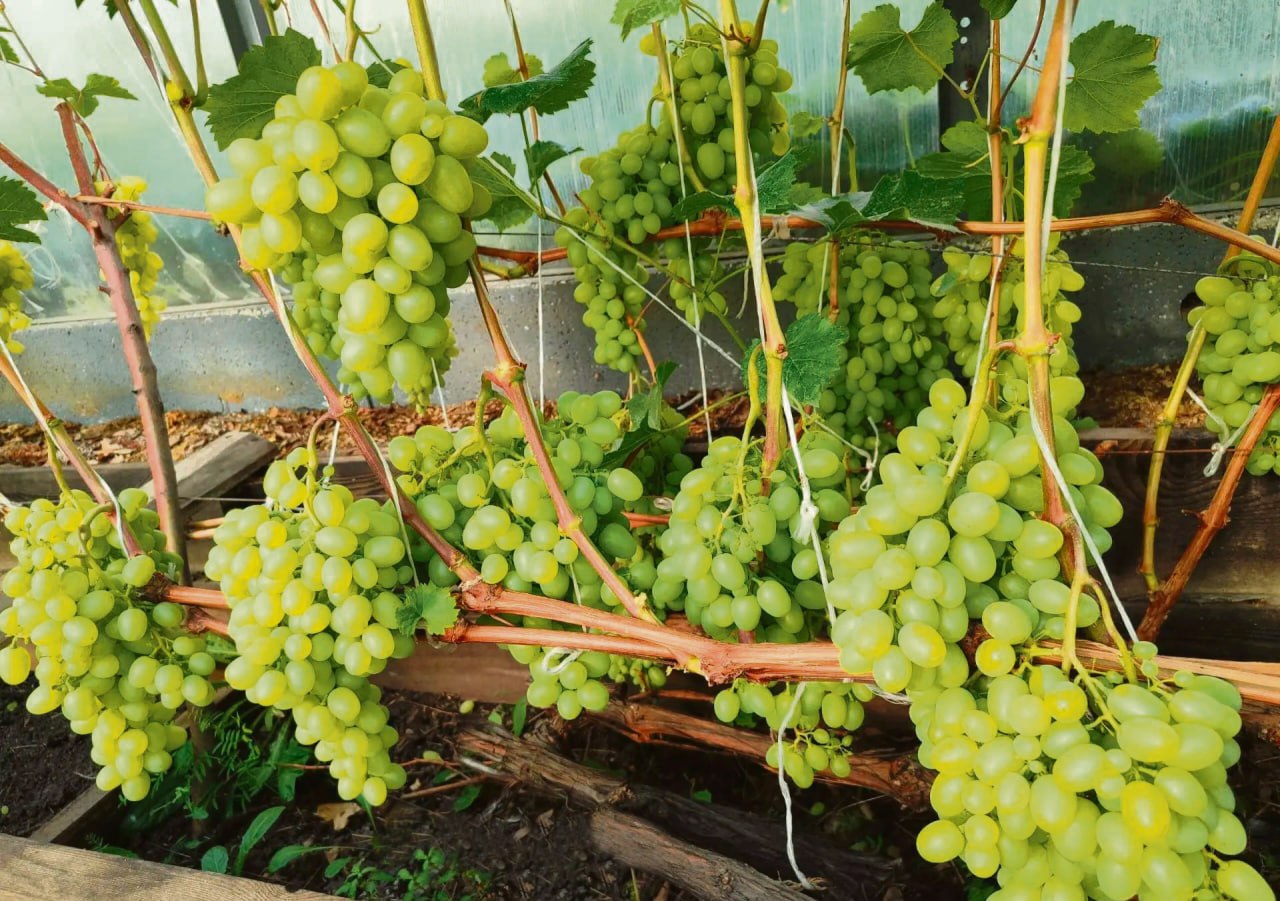 Иркутские садоводы выращивают виноград много лет и уже не просто добиваются высоких урожаев, но и активно делятся своими знаниями и опытом по разведению устойчивых к сибирским морозам сортов Иркутские садоводы выращивают виноград много лет и уже не просто добиваются высоких урожаев, но и активно делятся своими знаниями и опытом по разведению устойчивых к сибирским морозам сортов