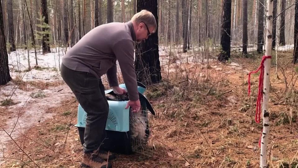 ��� ���� �������� �����. ��������� ������ �������: ���� � ������� ������� ��������� �� ����