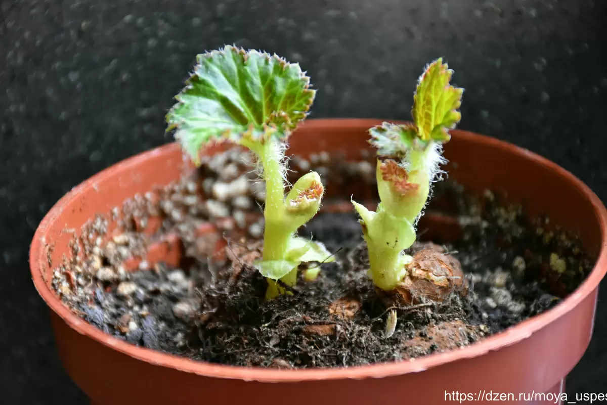 Как пробудить клубни бегонии: практические советы для садоводов