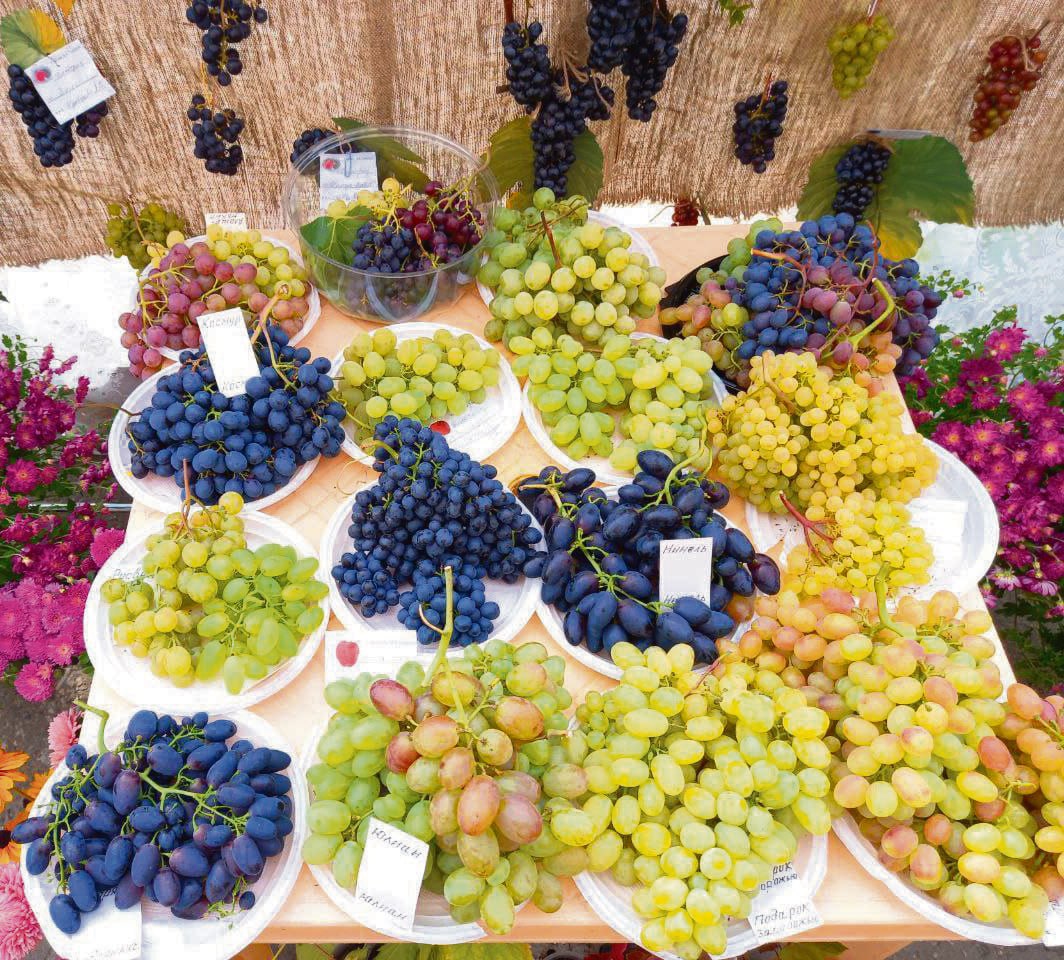 Иркутские садоводы выращивают виноград много лет и уже не просто добиваются высоких урожаев, но и активно делятся своими знаниями и опытом по разведению устойчивых к сибирским морозам сортов Иркутские садоводы выращивают виноград много лет и уже не просто добиваются высоких урожаев, но и активно делятся своими знаниями и опытом по разведению устойчивых к сибирским морозам сортов