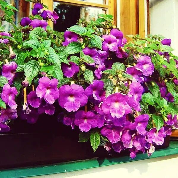 ��������: ����������� ������, ������� ������� ��� ���