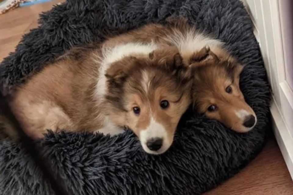 ����������, ������� �������� ��� ������������� �����������